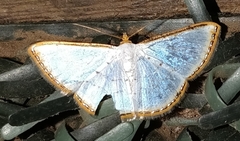 Leuciris fimbriaria