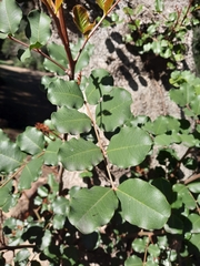 Ceratonia siliqua
