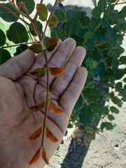 Ceratonia siliqua