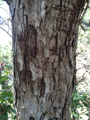 Quercus sinuata breviloba