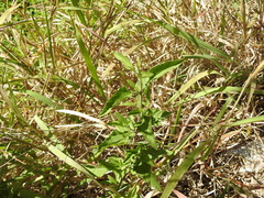 Austroeupatorium inulifolium