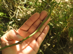 Smilax campestris