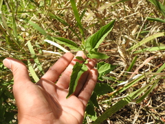 Austroeupatorium inulifolium