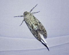 Phenax variegata