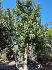 Ceratonia siliqua