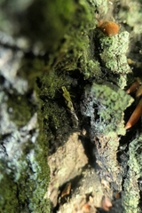 Crypsitricha mesotypa