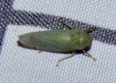 Iassinae