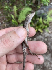 Anolis sagrei