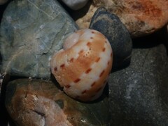 Naticarius alapapilionis