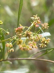 Dodonaea viscosa