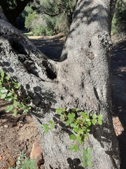 Ceratonia siliqua
