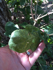 Quercus sinuata breviloba