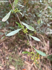 Dodonaea viscosa