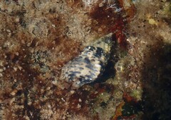 Clypeomorus petrosa