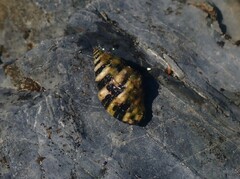 Engina zonalis