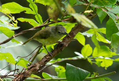Vireo osburni