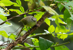Vireo osburni