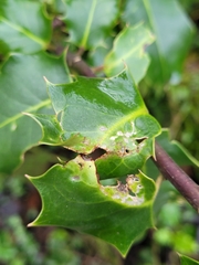 Phytomyza ilicis