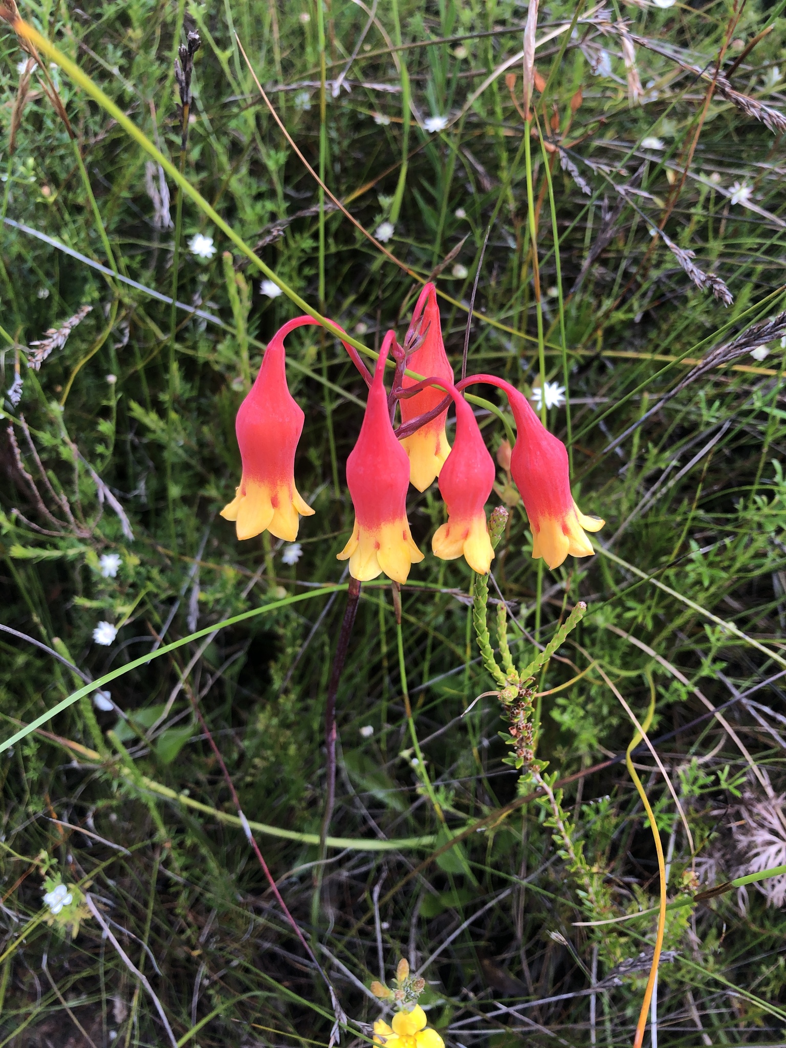 Blandfordia nobilis Sm.