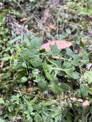 Mentha laxiflora