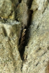 Crypsitricha mesotypa