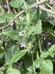 Mentha laxiflora