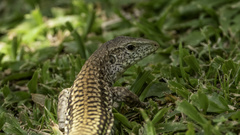 Ameiva tobagana