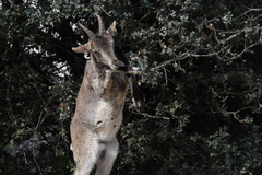 Capra pyrenaica