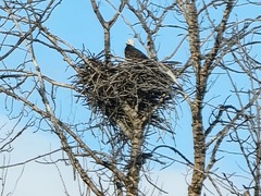 Haliaeetus leucocephalus
