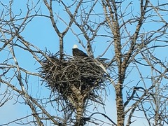 Haliaeetus leucocephalus