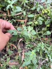 Mentha laxiflora