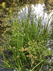 Juncus prismatocarpus