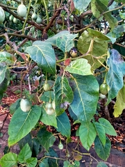 Solanum betaceum