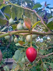 Solanum betaceum