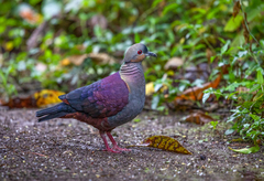 Geotrygon versicolor