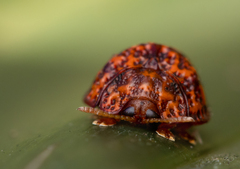 Hemisphaerota palmarum