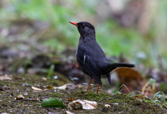 Turdus aurantius