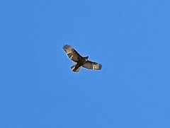 Buteo solitarius