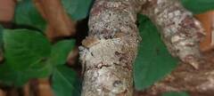 Dasychira meridionalis