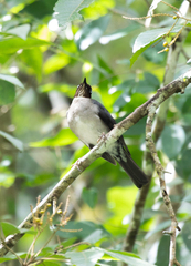Turdus jamaicensis