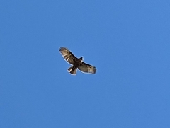 Buteo solitarius
