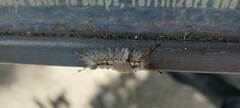 Dasychira meridionalis