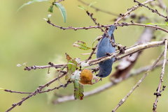 Euphonia jamaica