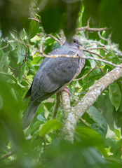 Patagioenas caribaea