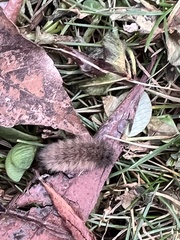 Phragmatobia
