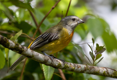 Spindalis nigricephala