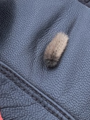 Phragmatobia
