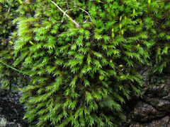 Racomitrium sudeticum