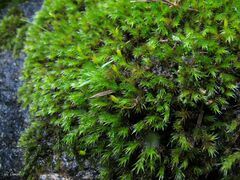 Racomitrium sudeticum