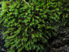 Racomitrium sudeticum